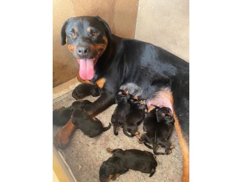 Dünya Güzeli Koca Kafa Rottweiler Yavruları
