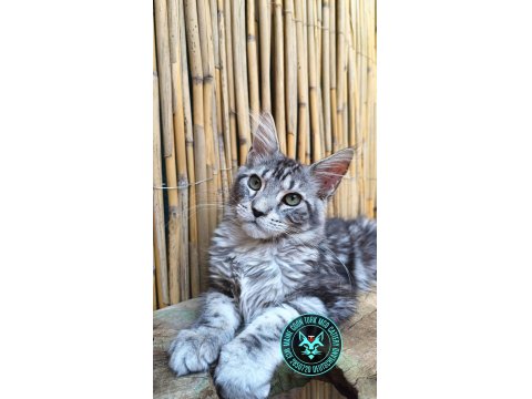 Maine Coon Türk - Mco Cattery