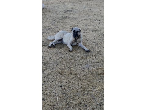 Orjinal Sivas Kangalı