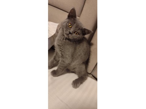 2.5 Aylık British Dişi Kedimiz