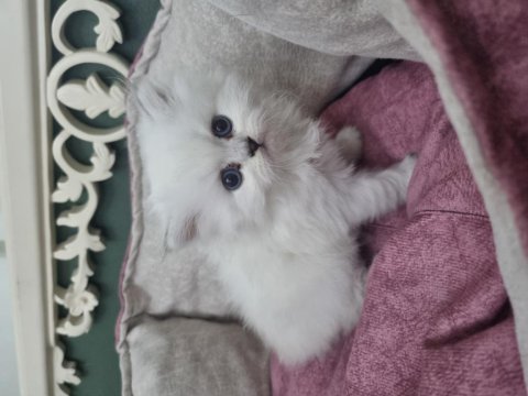 British Longhair Silver Blue Point