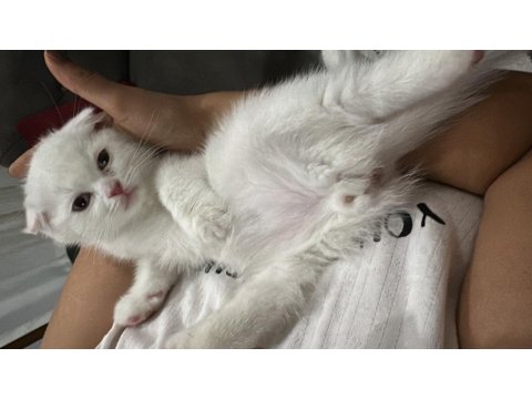 2 Aylık Oyuncu Dişi Scottish Fold Kedimiz