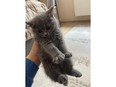 British 2 Aylık Dişi