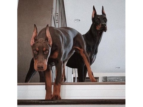 Her Renk Doberman Mevcut