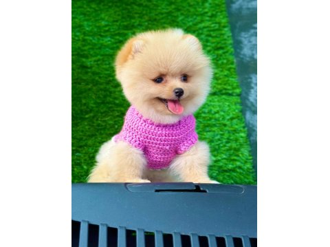 Orijinal Pomeranian Köpeğimiz