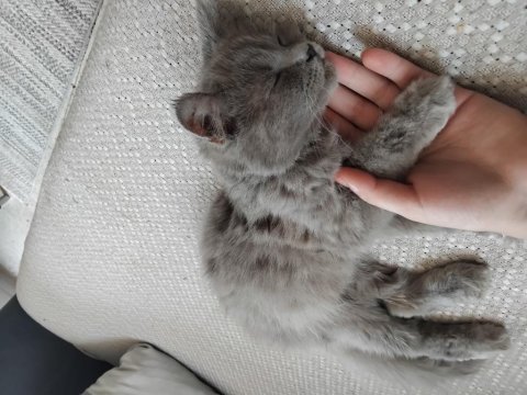 Chinchilla Kedimi Sahiplendirmek İstiyorum