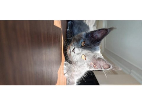 Blue Ve Black Smooke Maine Coon