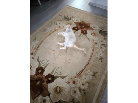 Exotic Shorthair Dişi (1 Yaşında)