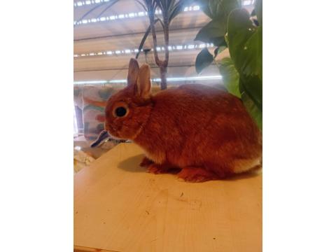 Orjinal Cüce Tavşanlar