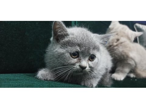 Safkan British Lilac Yavrular