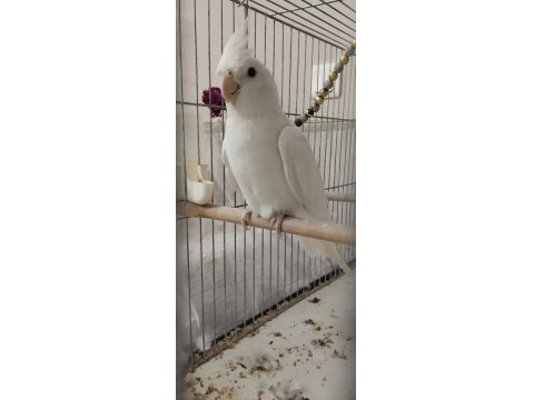 Erkek Sultan Papağanı, Dişi Sevda İle Değişim Olur