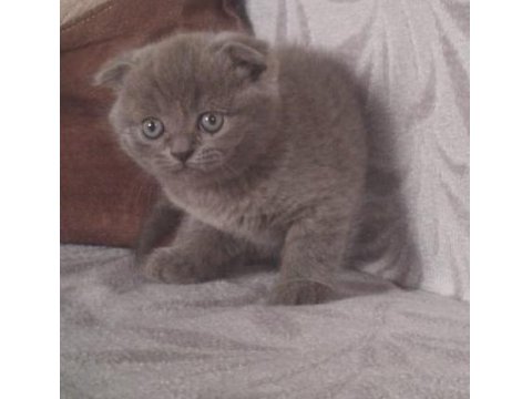 Basık Surat Safkan British Shorthair Yavrularım