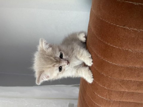 Güzel Kediler Yeni Yuvalarını Bekliyor