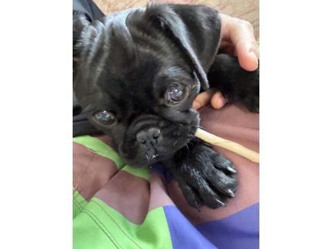 3 Aylik Nadir A Kalite Pug Siyah