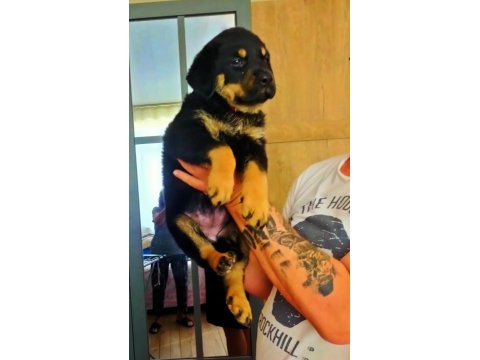 Safkan Dişi Rottweiler Yavru Köpekler