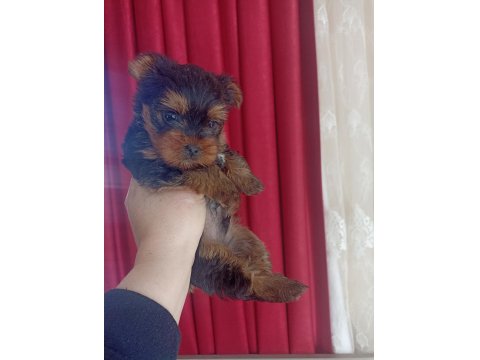 2 Aylık Erkek Yorkshire Bebeğimiz Yeni Sahibini Arıyor