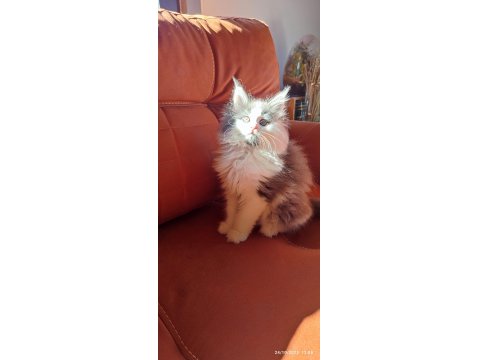 Eşsiz Renkleri Ve Dopdolu Şecereleri İle Safkan Maine Coon Yavrularım