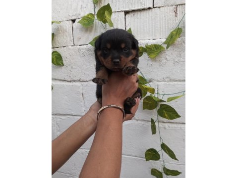 20 Güne Yeni Yuvalarına Hazır Safkan Rottweiler