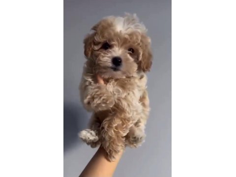 2 Aylık Dişi Kore Kan Maltipoo