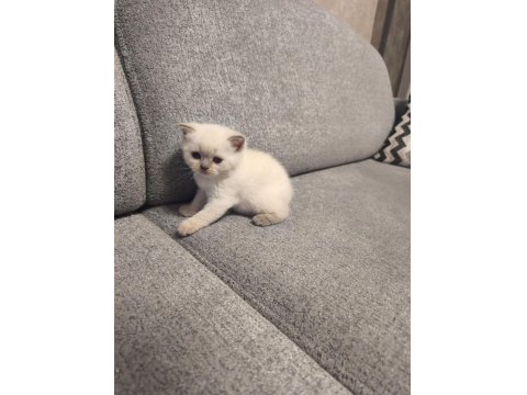 2 British 2 Scottish