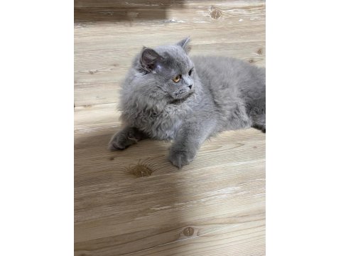 5 Aylık British Longhair