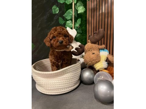 Alerji Yapmayan Tuvalet Eğitimli Toy Poodle