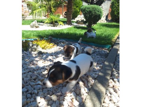 Jack Russell Yavruları