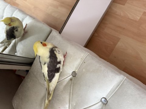 Üç Aylık Erkek Sultan Papağanı