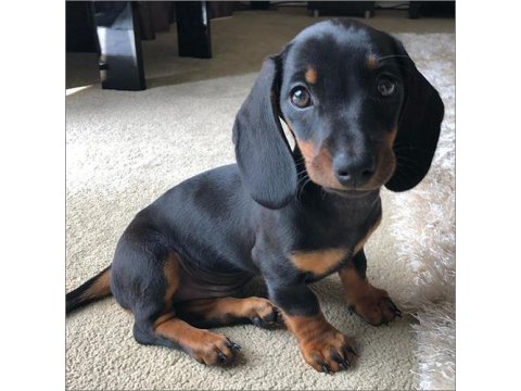 Safkan Dachshund (Sosis) Köpeklerimiz