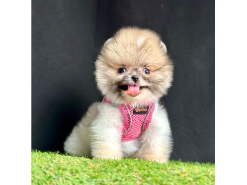 Safkan Ve Karneli Pomeranian Boo Yavrularımız