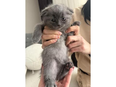 Yavru Kedilerimiz Yeni Yuvalarına Gitmeye Hazır