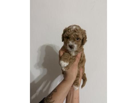 Ev Ortamından Poodle Yavrularımız