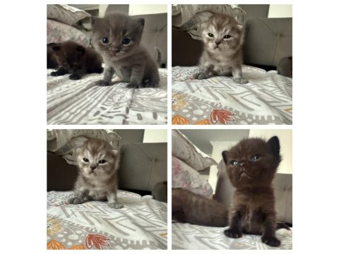 British Shorthair Bebek Kediler