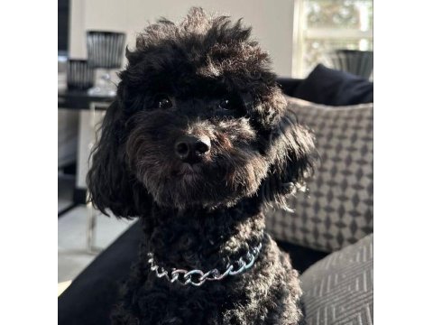 Safkan Toy Poodle Aşıları Tam Sahiplendirilecek