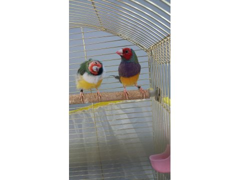 2025 Doğumlu Takım Gökkuşağı İspinozları