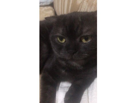 Kedimiz Venüse Yuva Olmak İster Misiniz