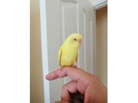 1 Aylık Yavru Erkek Muhabbet Kuşu