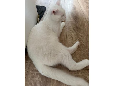 Scottish Fold Kedimize Ömürlük Yuva