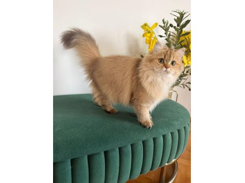 British Longhair Kızlar