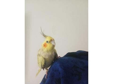 Sultan Papağanı 5-6 Aylık