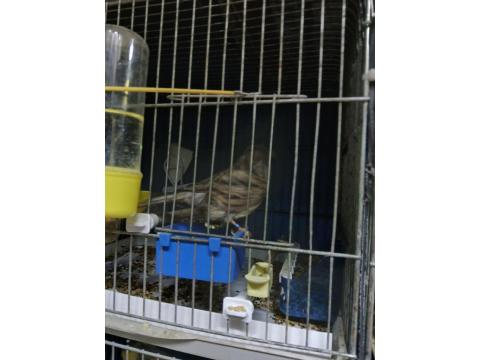 Üst Düzey Gloster Kanaryalar