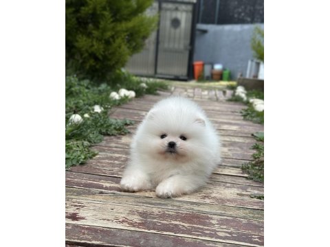 Muhteşem Pomeranian Yavrularımız