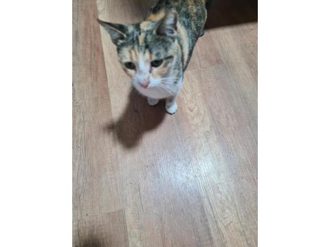 Bu Tatlı Dişi Kedimize Acil Yuva Arıyoruz