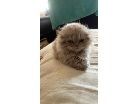 Dünyalar Tatlısı Scottish Straight Kızımız