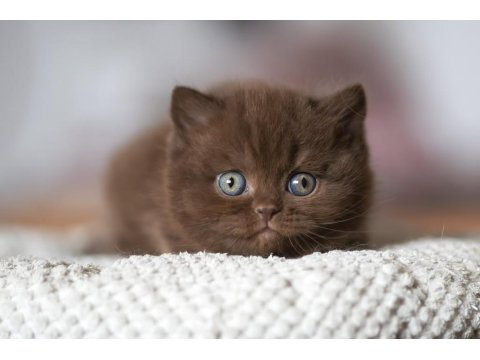 Çikolata Kardeşler Chocolate British Shorthair