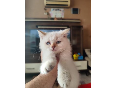 60 Günlük British Blue Point