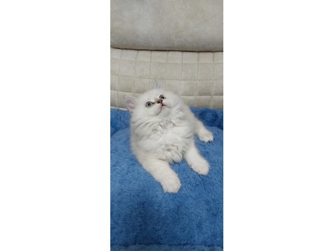 Yakışıklı Oyuncu British Longhair Oğlum