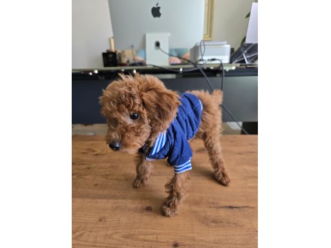 2,5 Aylık Toy Poodle Yavrumuz Sahibini Arıyor