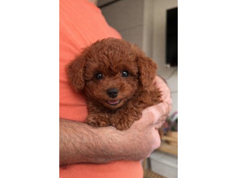 Toy Poodle 2,5 Aylık