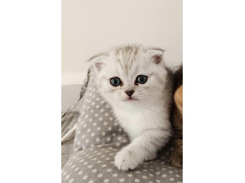 Oyuncu Scottish Fold Yavru 2 Aylık